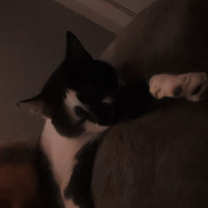 Meet your Posher, Addy